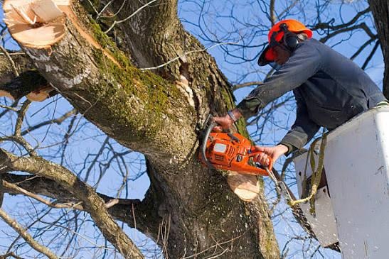 Tree maintenance from an elevated work platform